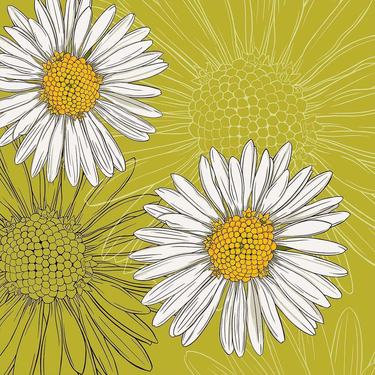 April – Daisy April - Daisy