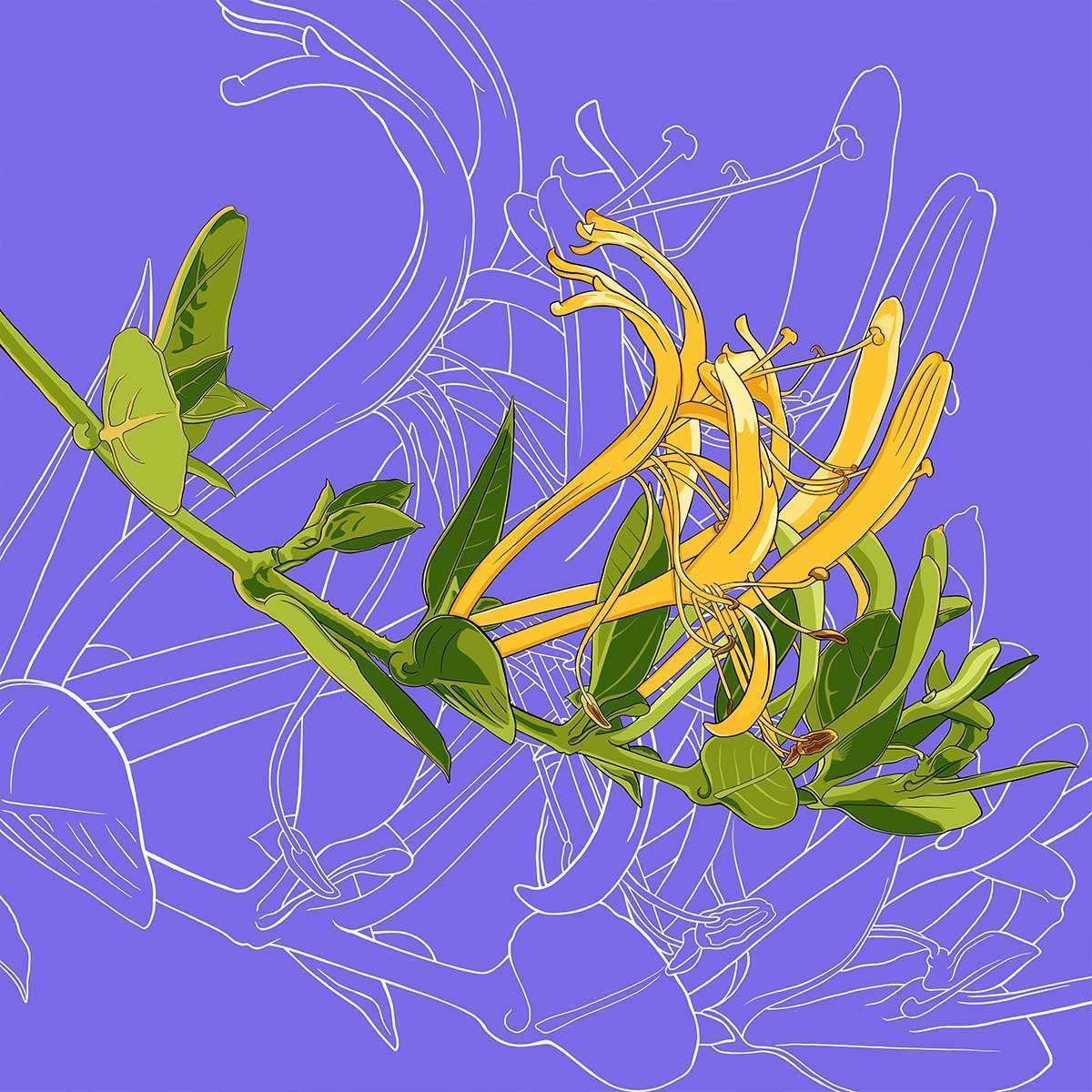 June – Honeysuckle June - Honeysuckle