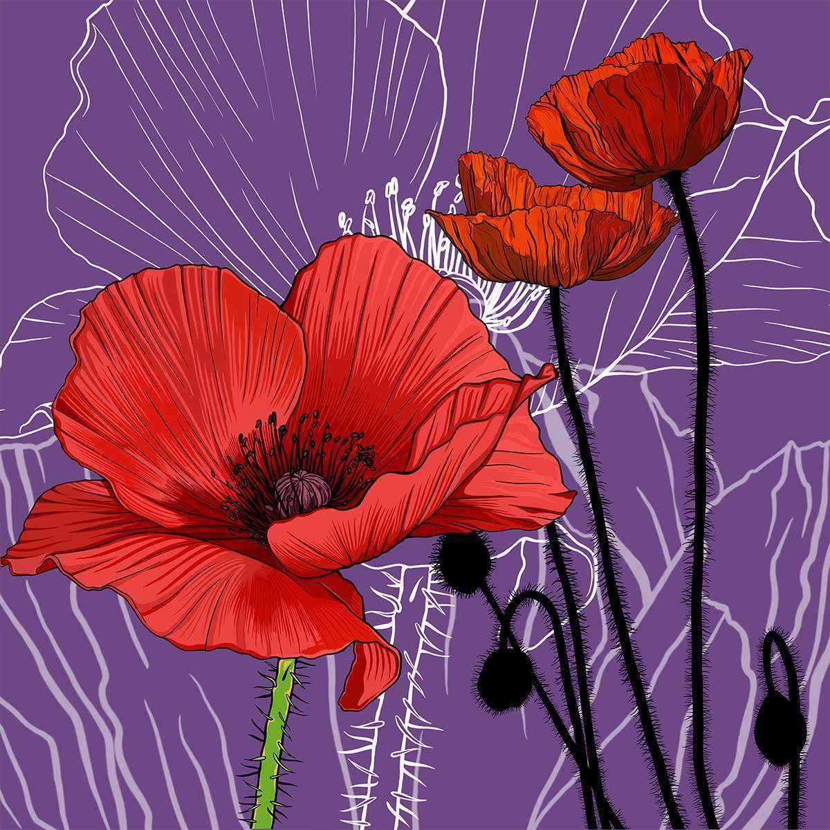 August – Poppy August - Poppy