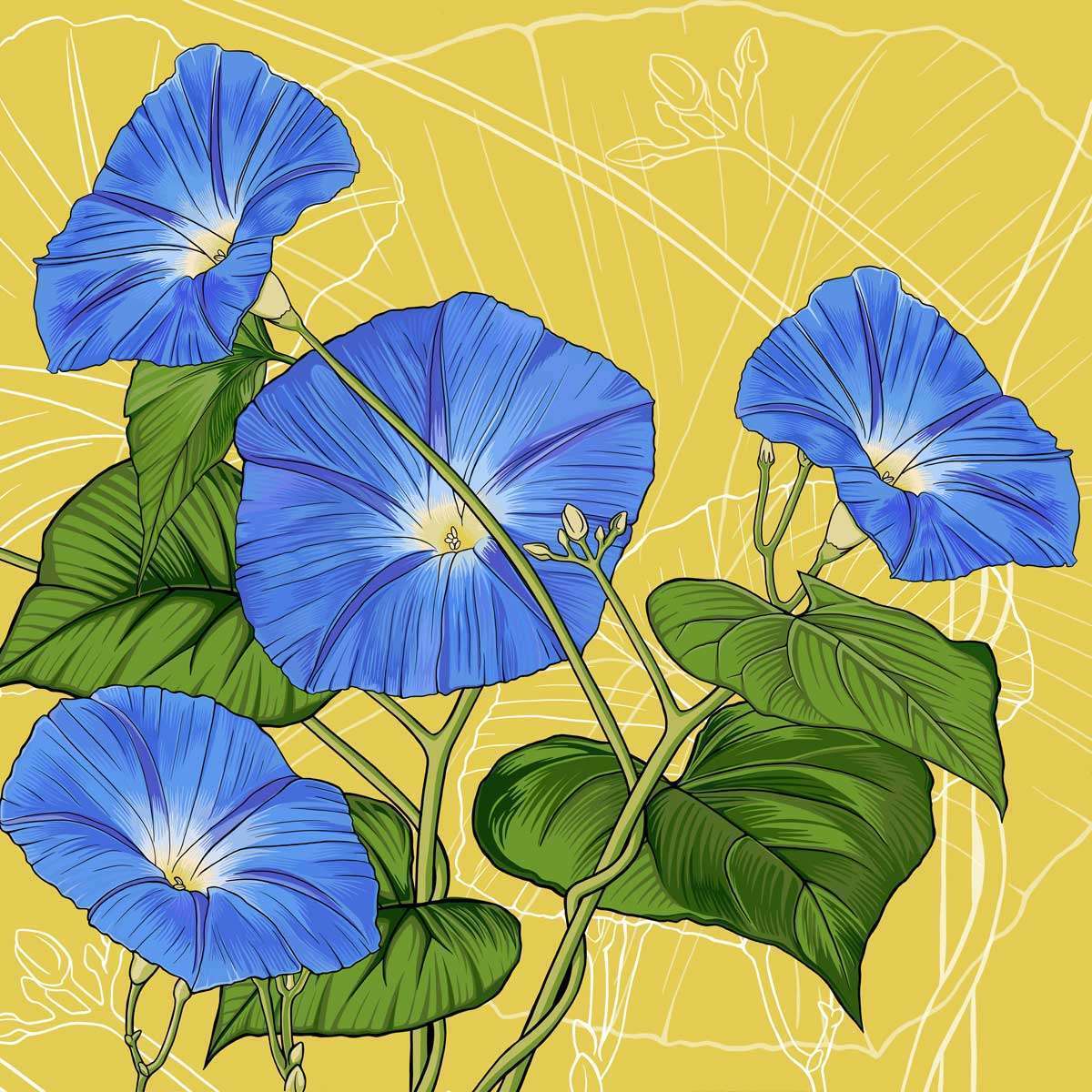 September – Morning Glory September - Morning Glory