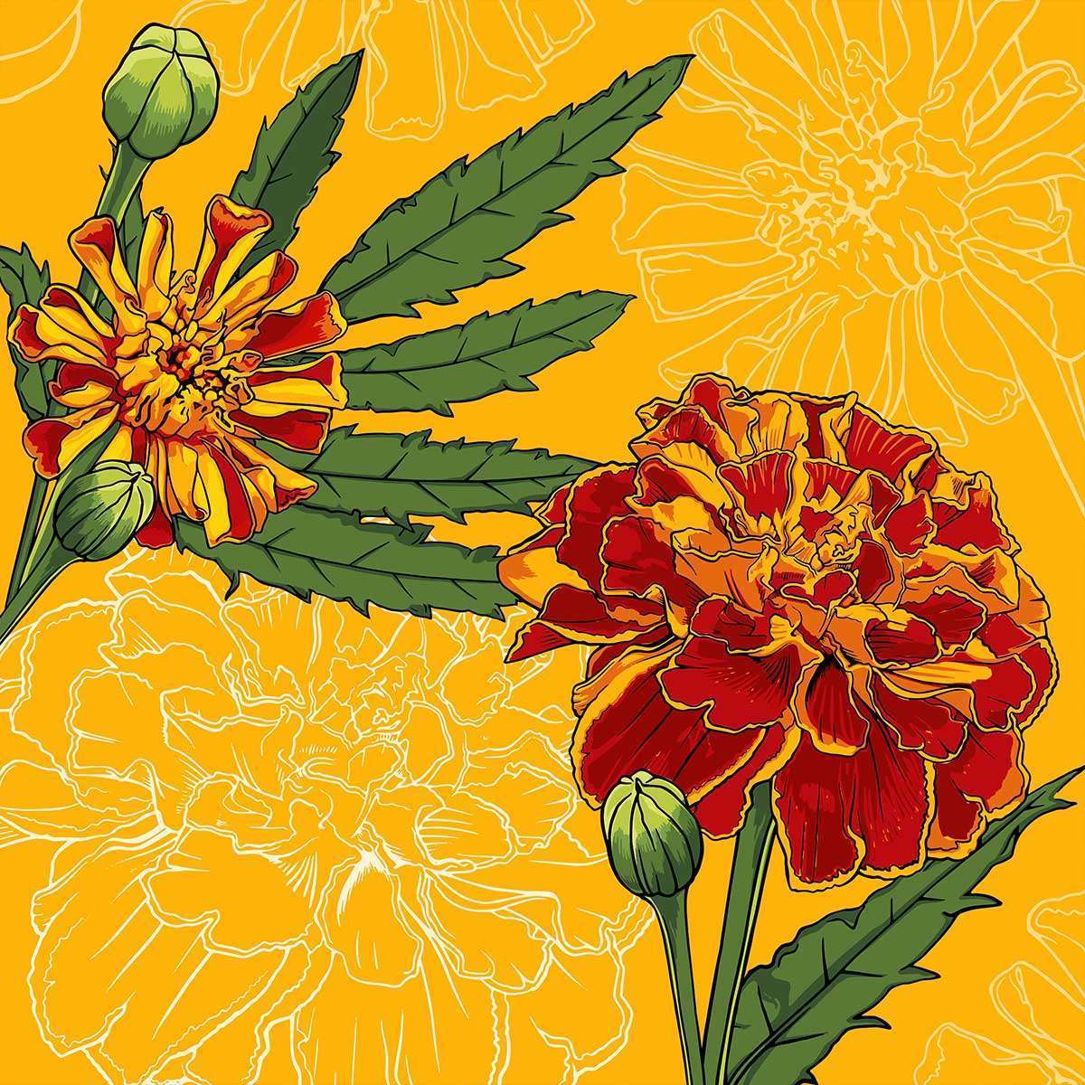 October – Marigold October - Marigold