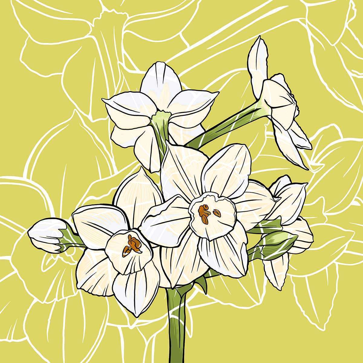 December – Paperwhite Narcissus December - Paperwhite Narcissus