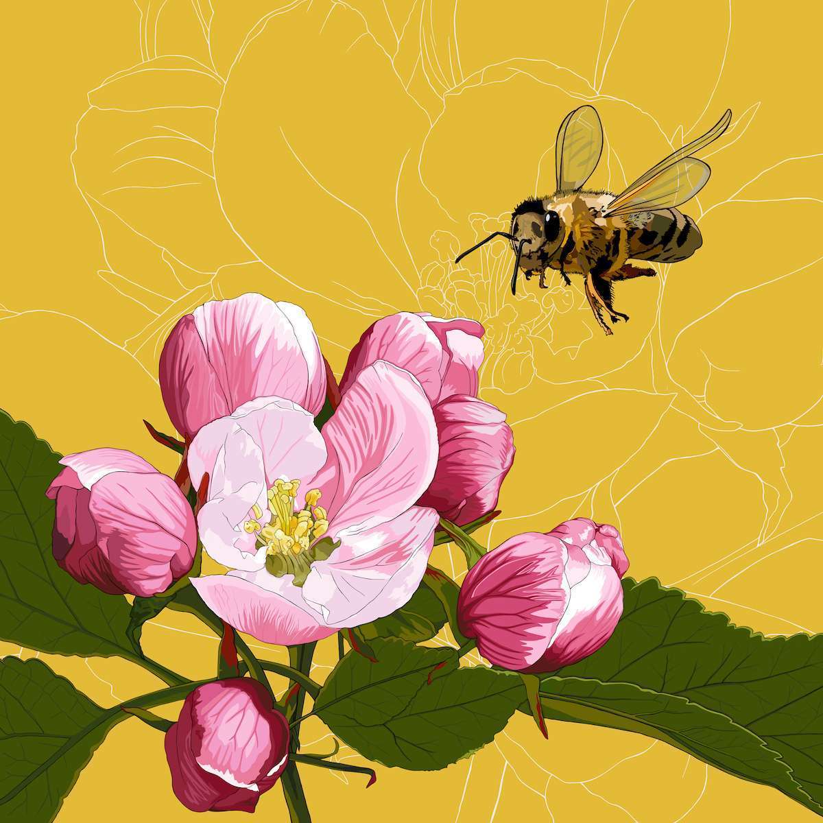 Arkansas – Apple Blossom + Honeybee Arkansas – Apple Blossom + Honeybee