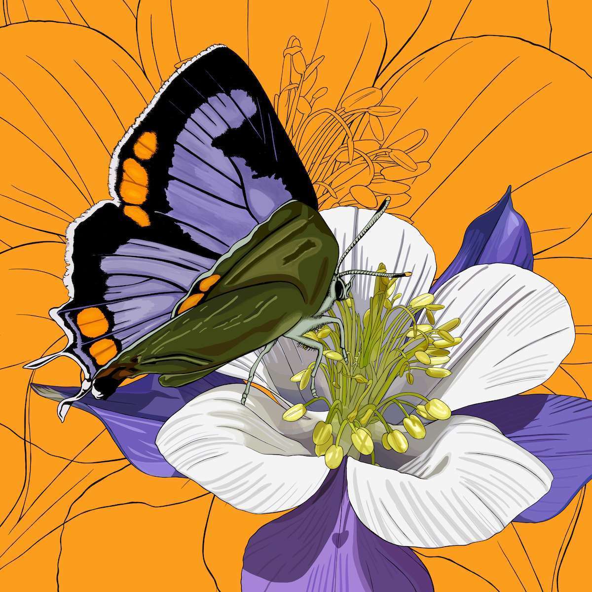Colorado – Rocky Mountain Columbine + Colorado Hairstreak Butterfly Colorado – Rocky Mountain Columbine + Colorado Hairstreak Butterfly