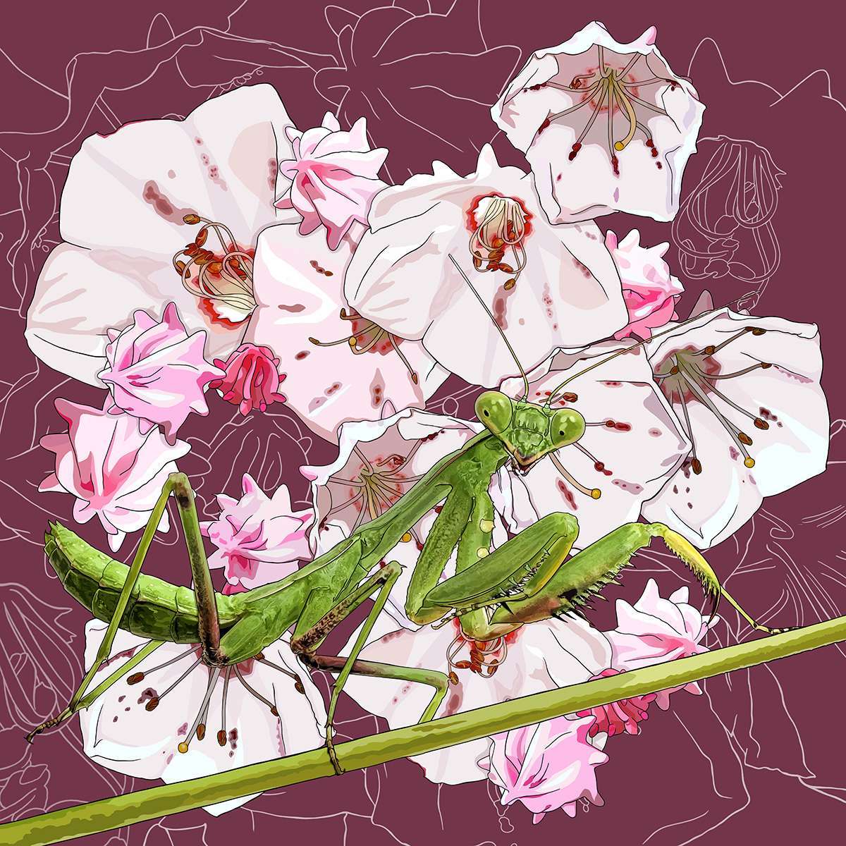 Connecticut – Mountain Laurel + Praying Mantis Connecticut – Mountain Laurel + Praying Mantis