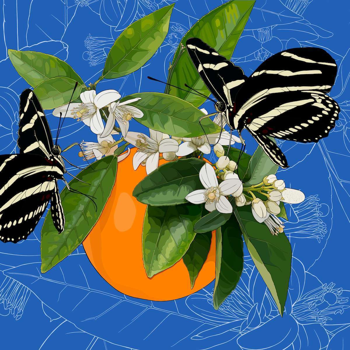 Florida – Orange Blossom + Zebra Longwing Butterfly Florida – Orange Blossom + Zebra Longwing Butterfly