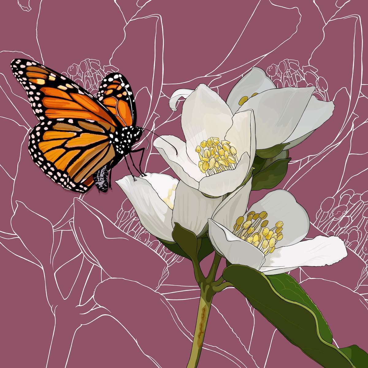 Idaho – Mock Orange + Monarch Idaho – Mock Orange + Monarch