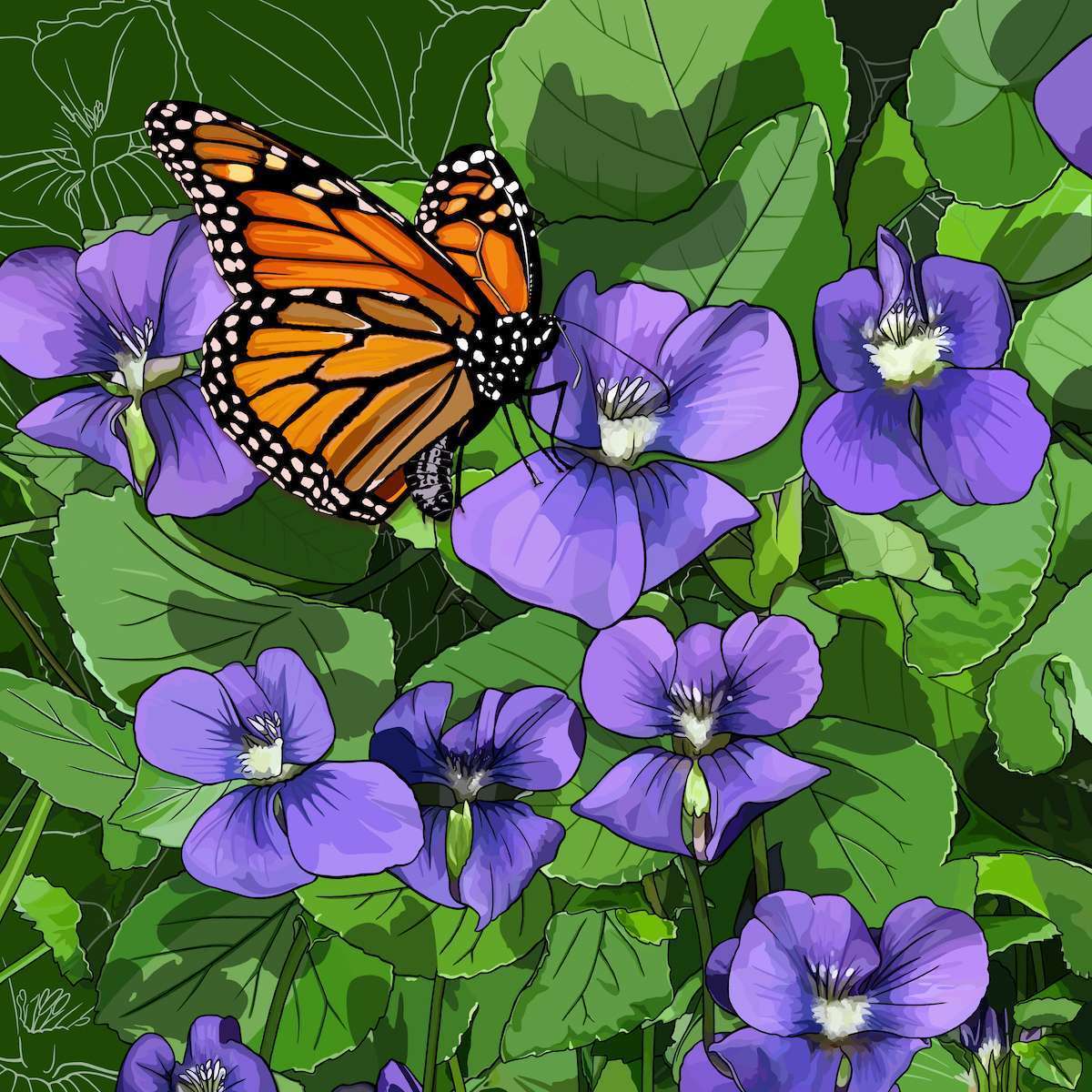 Illinois – Violets + Monarch Illinois – Violets + Monarch