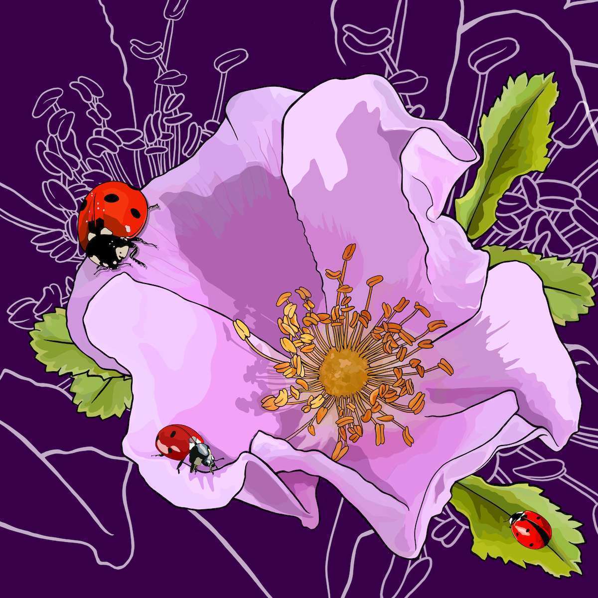 Iowa – WildPrairieRose + Ladybugs