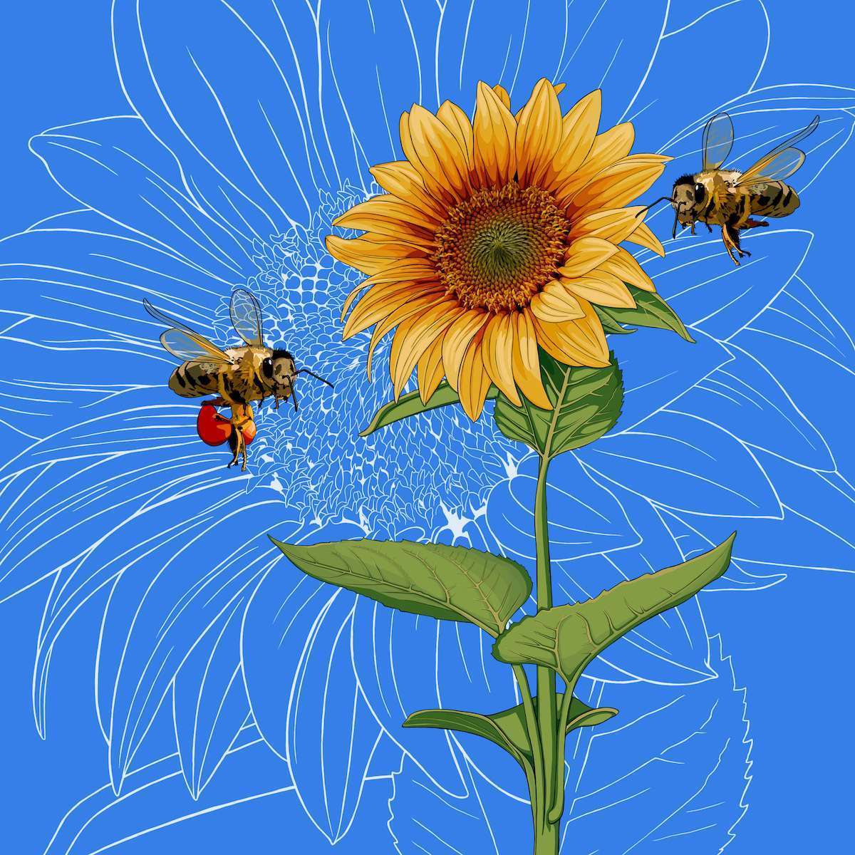 Kansas – Sunflower + Honeybee