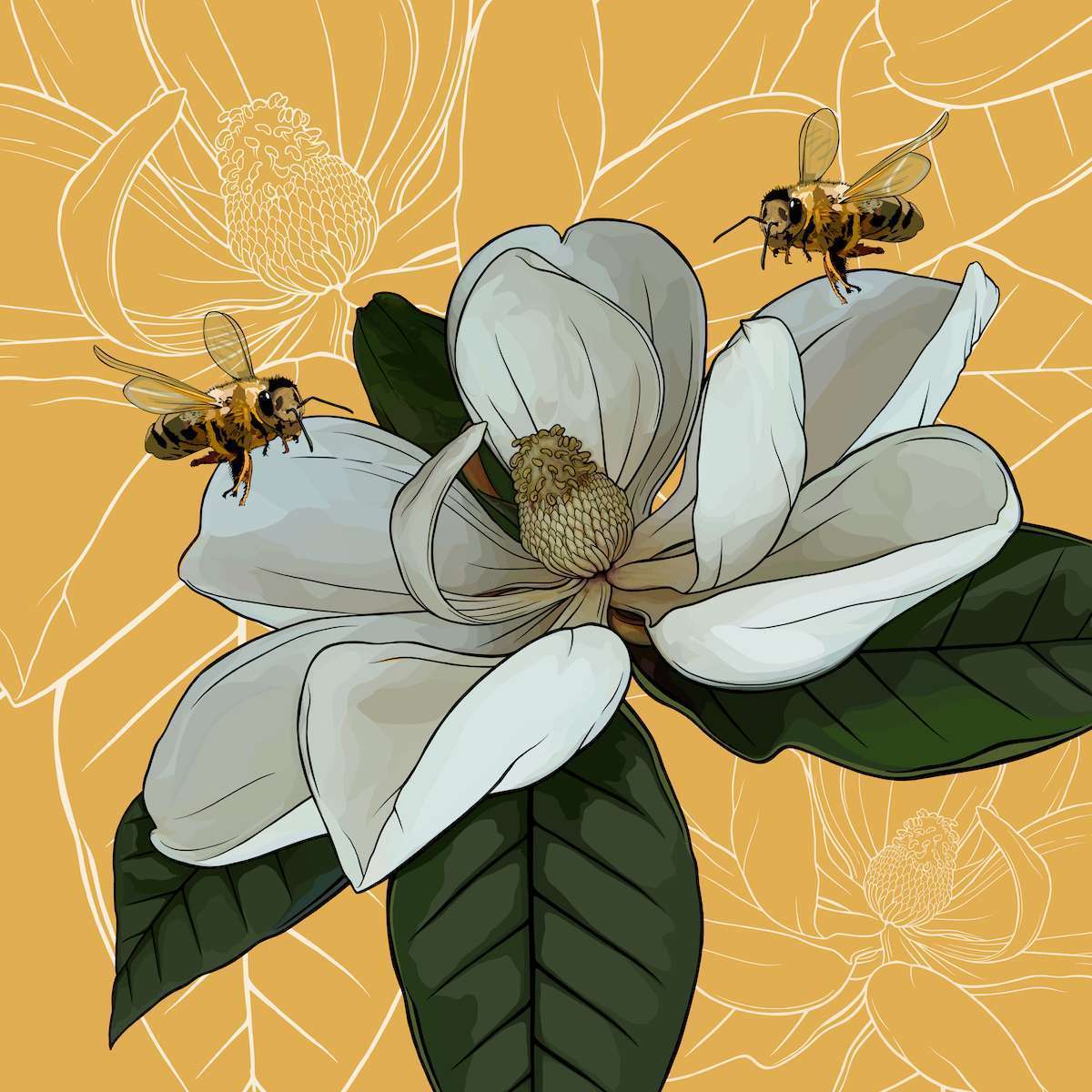Louisiana – Magnolia + Honeybee