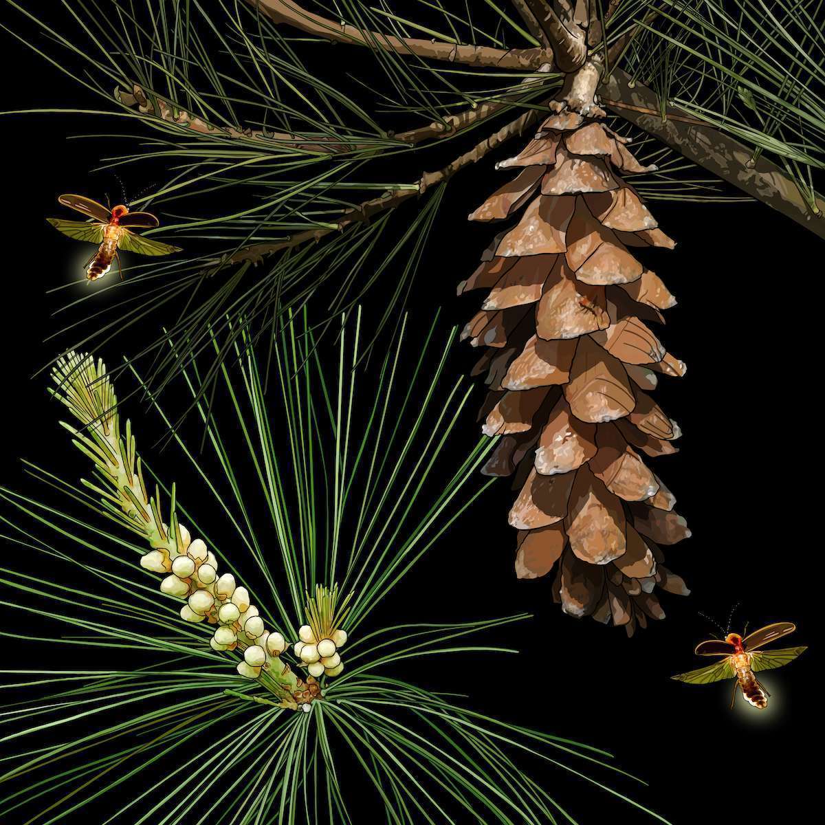 Maine – White Pinecone + Tassel + Firefly