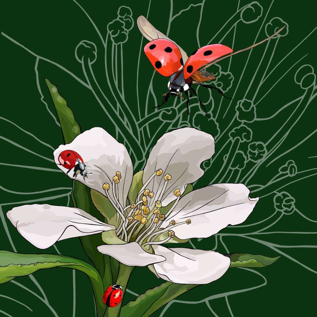 Massachusetts – Mayflower + Ladybugs