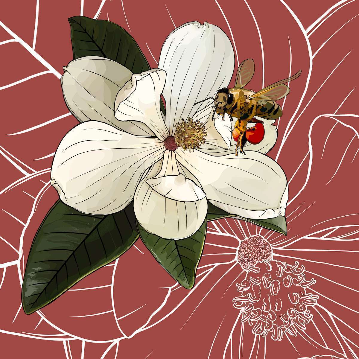 Mississippi – Magnolia + Honeybee