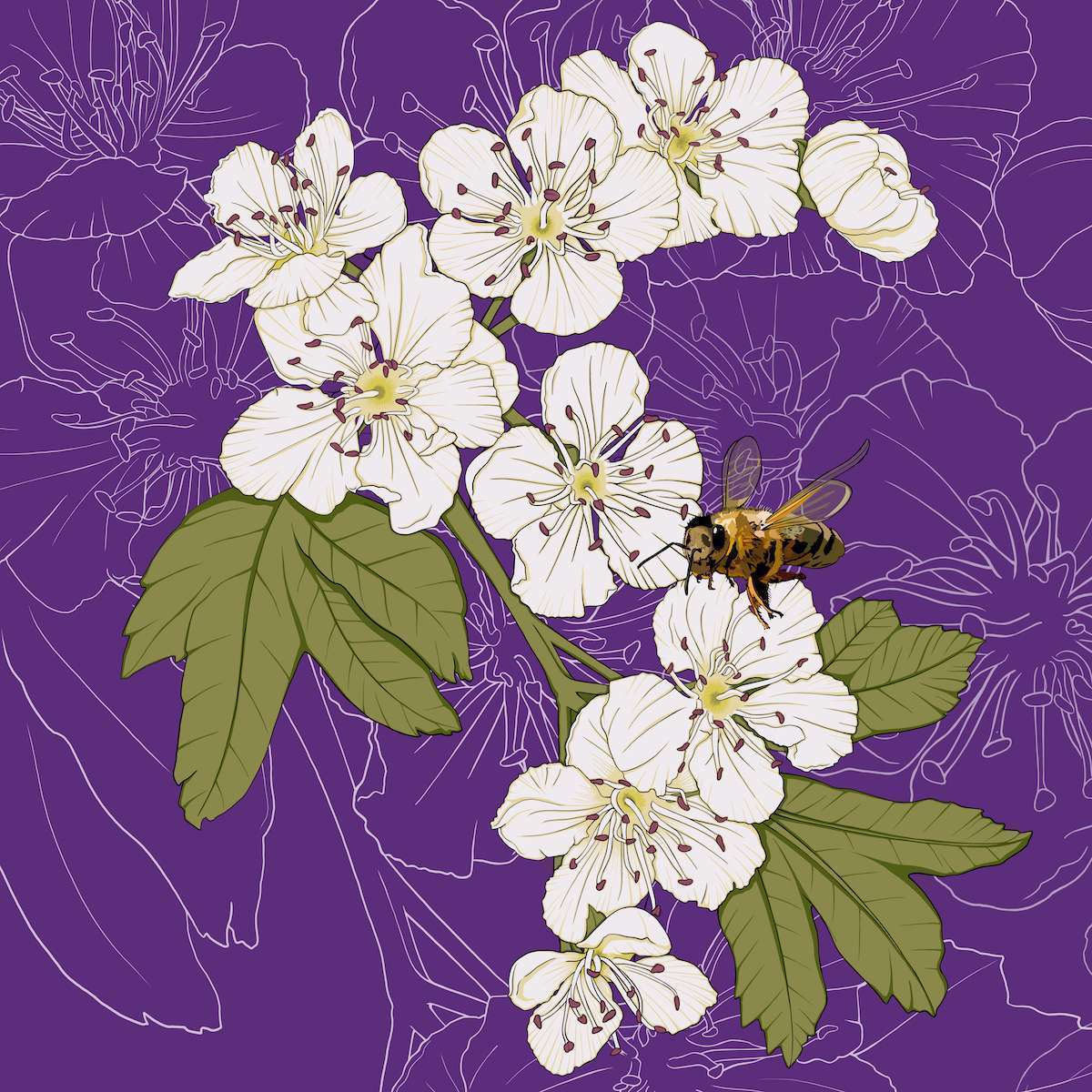 Missouri – Hawthorn + Honeybeee