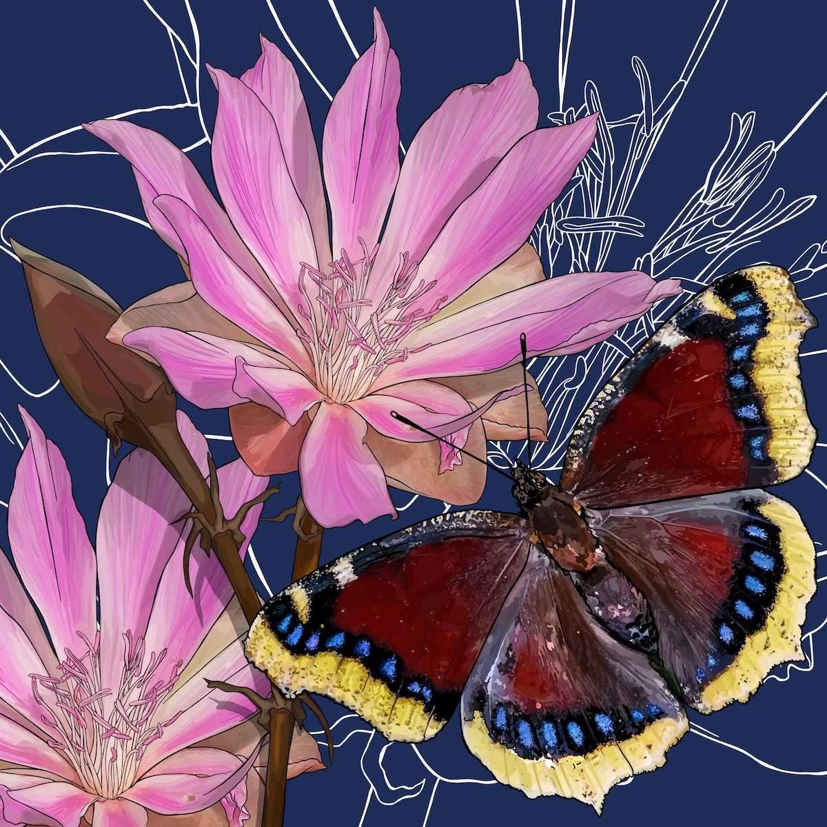 Montana – Bitterroot + Mourning Cloak Butterfly