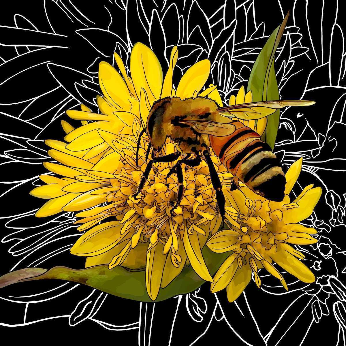 Nebraska – Goldenrod + Honeybee