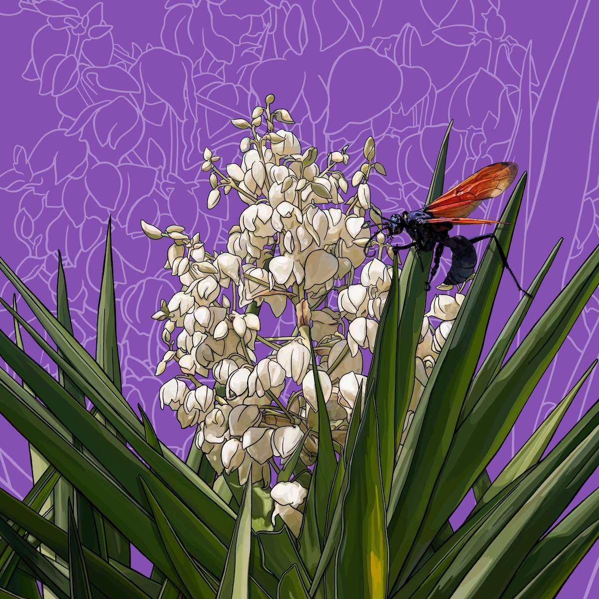 New Mexico – Yucca + Tarantula Hawk Wasp