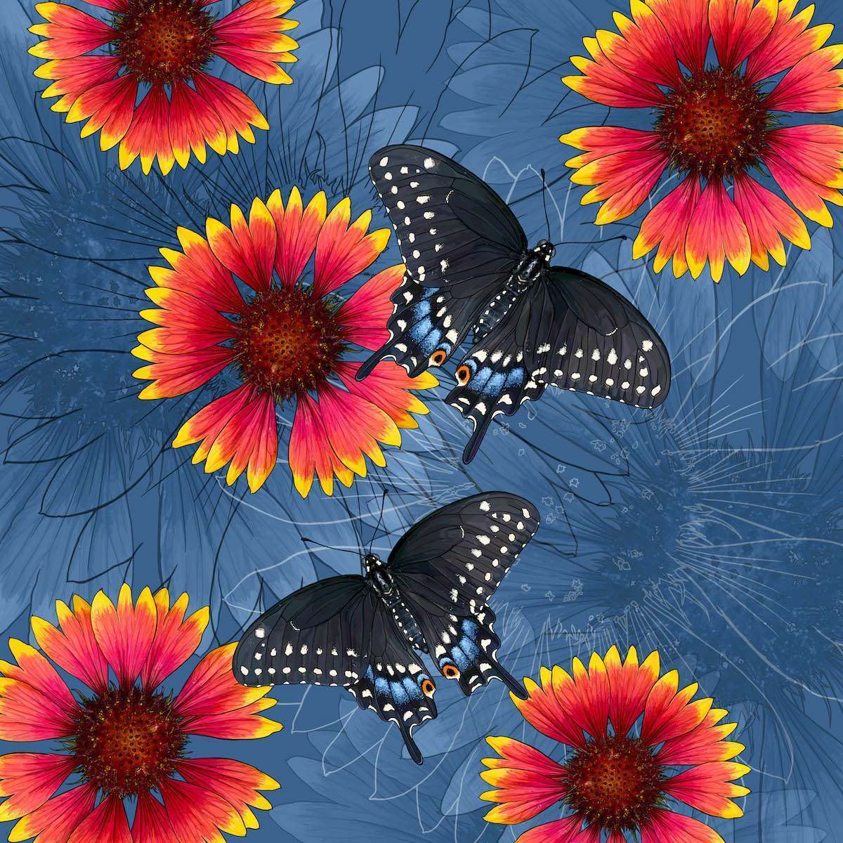 Oklahoma – Indian Blanket + Black Swallowtail Butterfly
