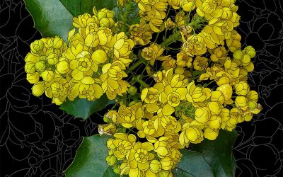 Oregon grape