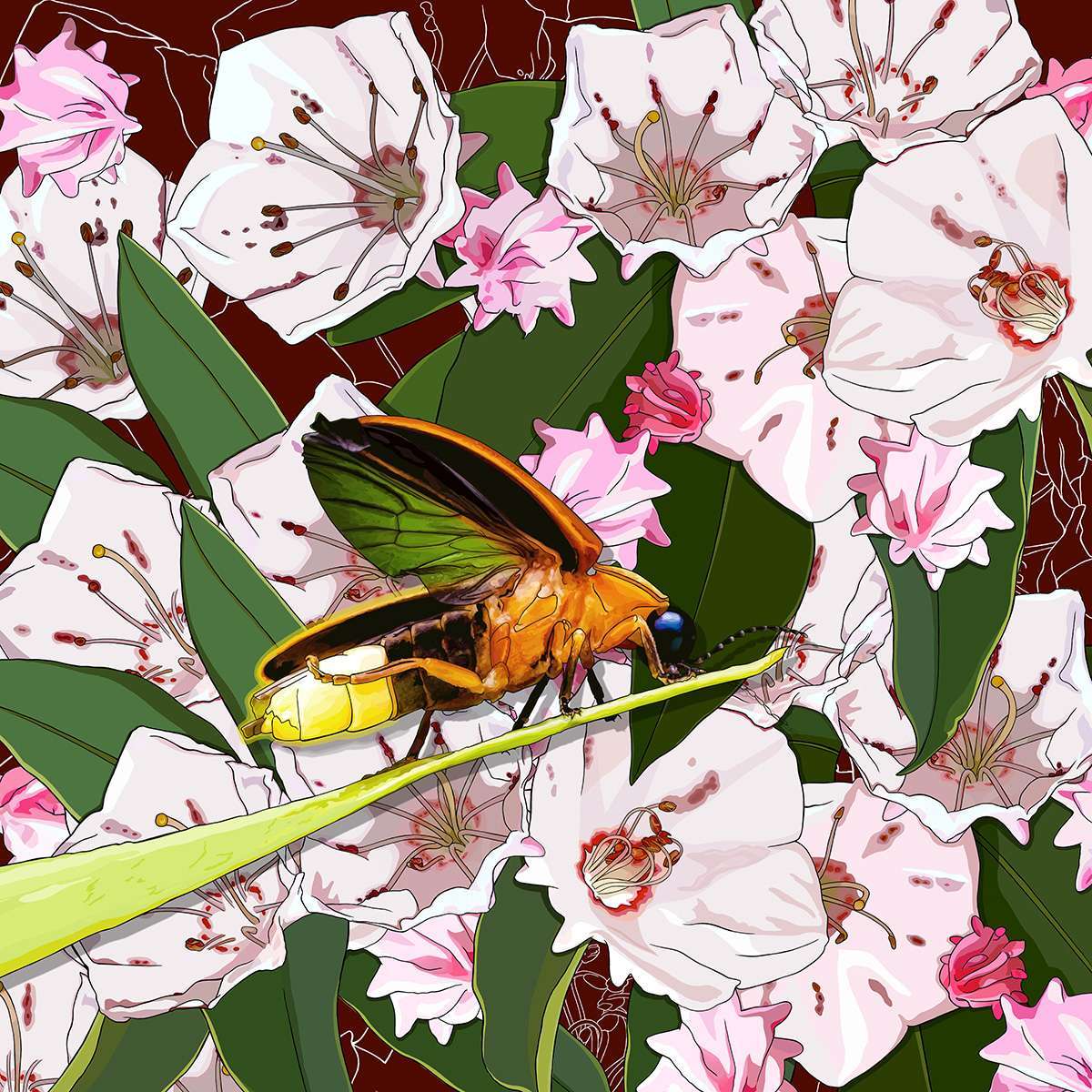 Pennsylvania – Mountain Laurel + Firefly