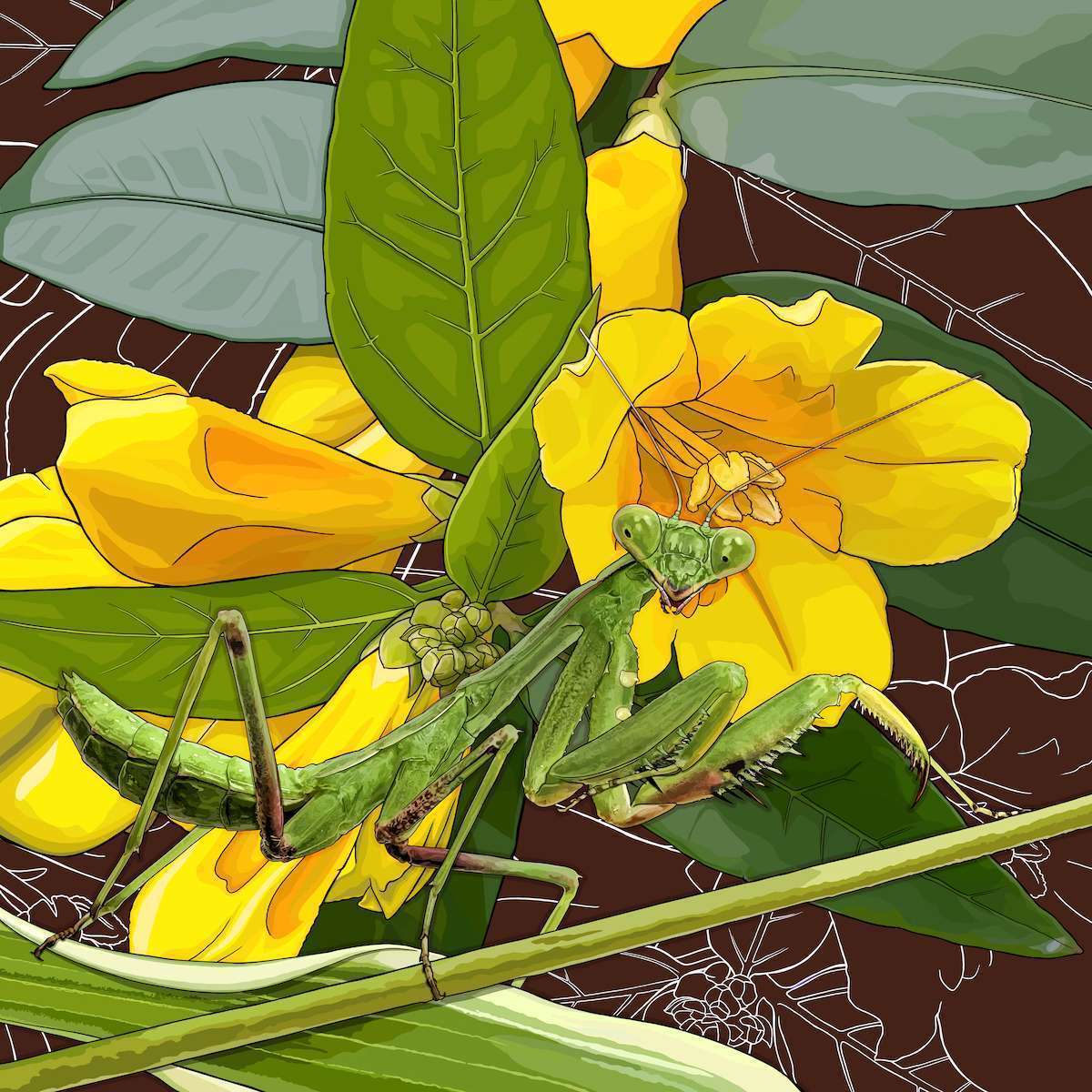 South Carolina – Jasmine + Praying Mantis