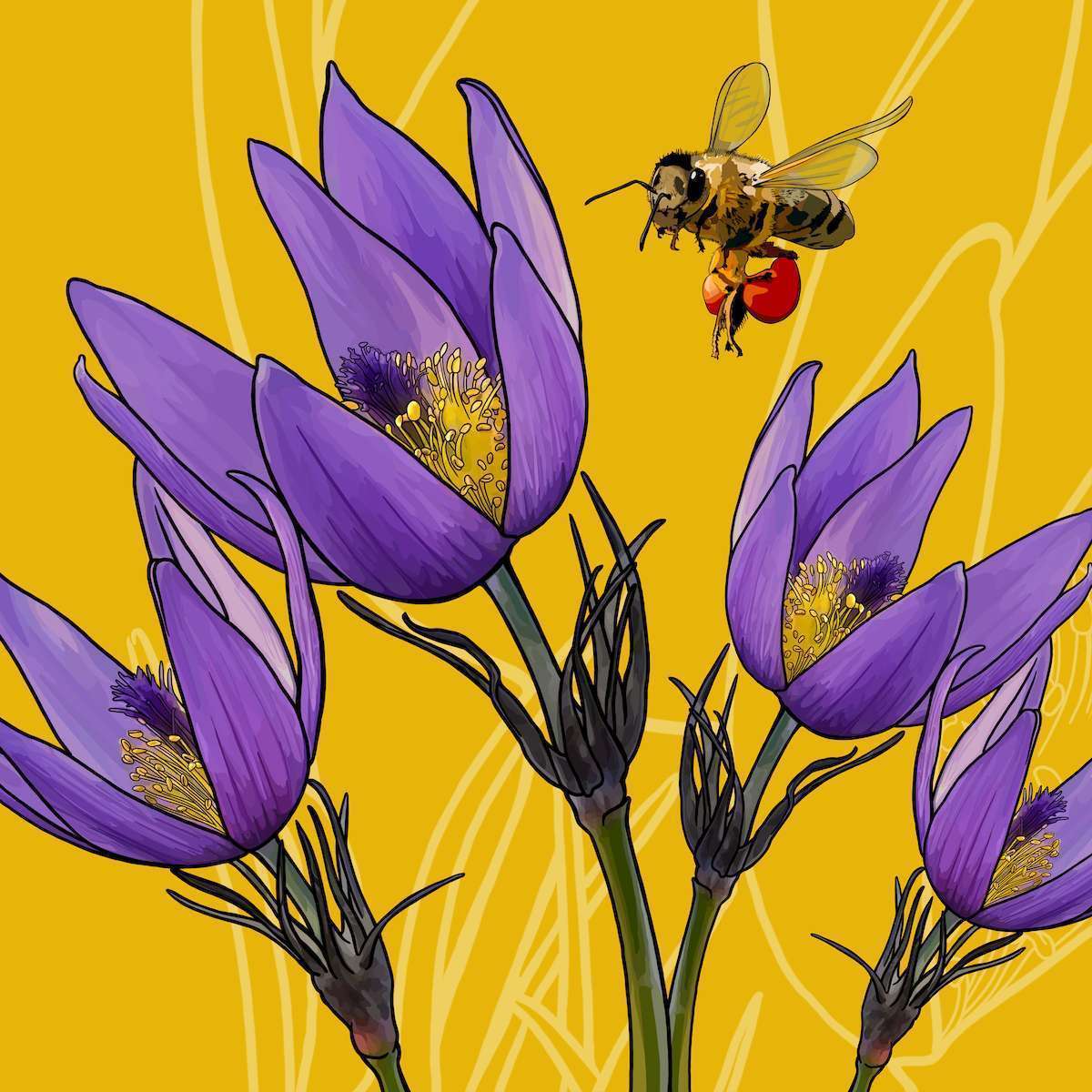 South Dakota – Pasque + Honeybee