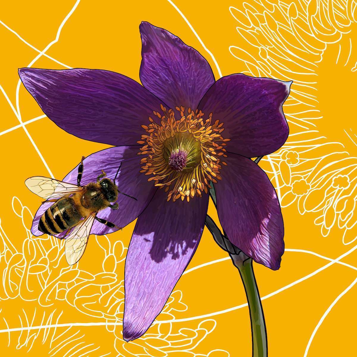 South Dakota – Pasque + Honeybee