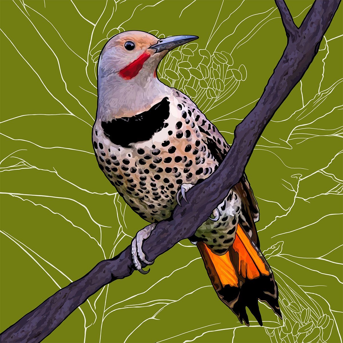 Alabama – Northern Flicker (Yellowhammer) Alabama – Northern Flicker (Yellowhammer)