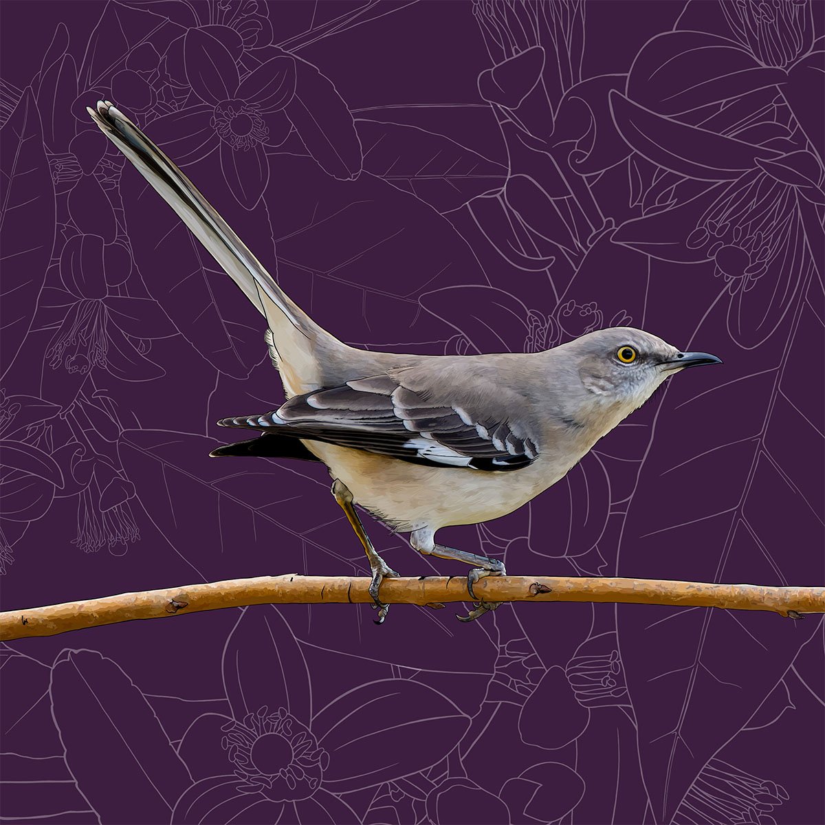 Florida – Mockingbird Florida – Mockingbird