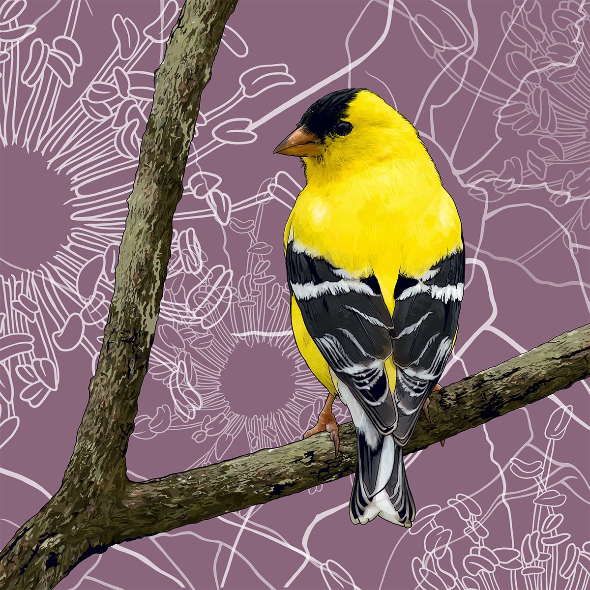 Iowa – Washington – Goldfinch Iowa – Washington – Goldfinch