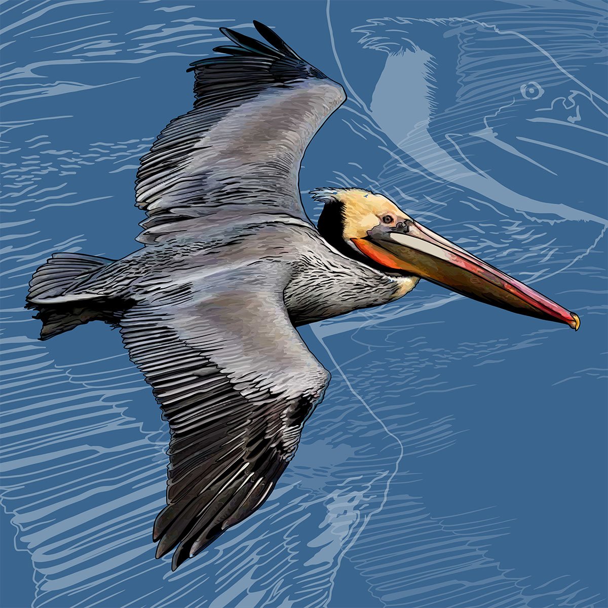 Louisiana Brown Pelican Louisiana Brown Pelican