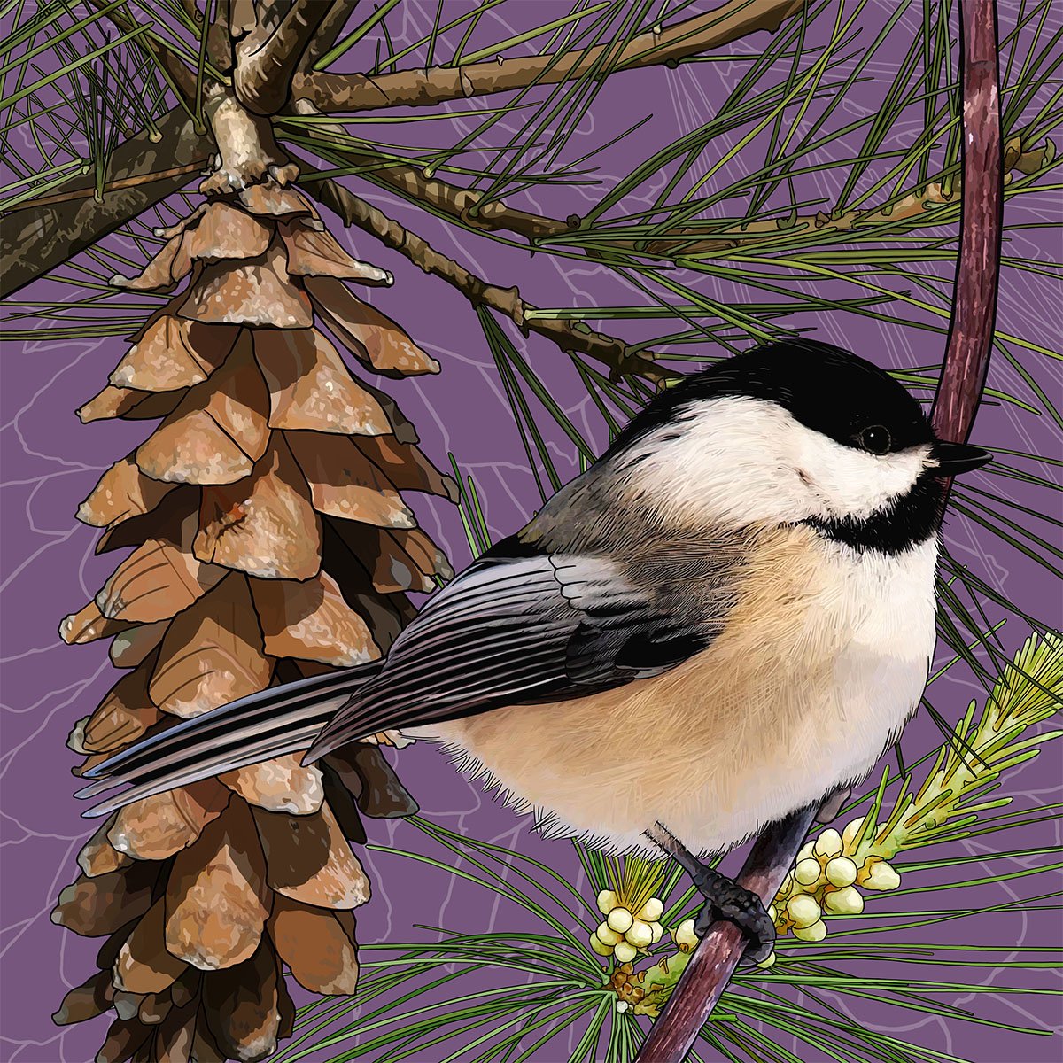 Maine – Chickadee Maine - Chickadee