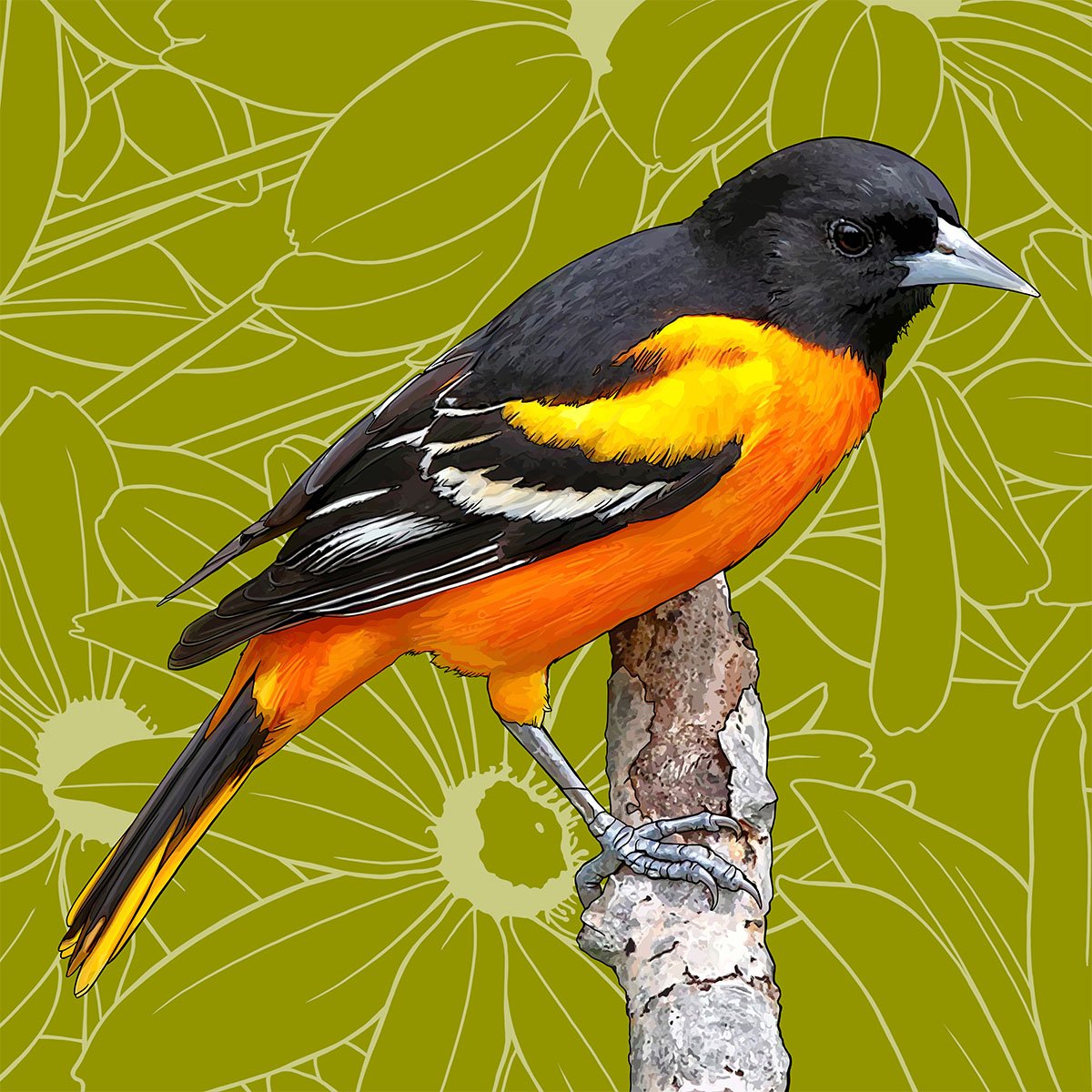 Maryland – Baltimore Oriole Maryland – Baltimore Oriole