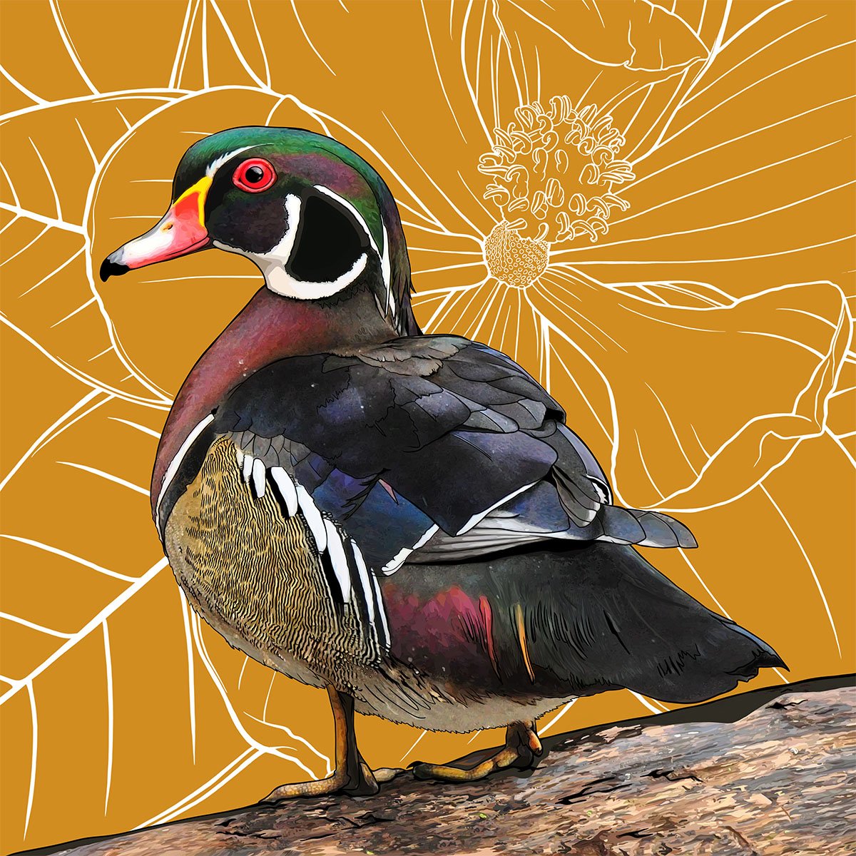 Mississippi – Wood Duck Mississippi – Wood Duck