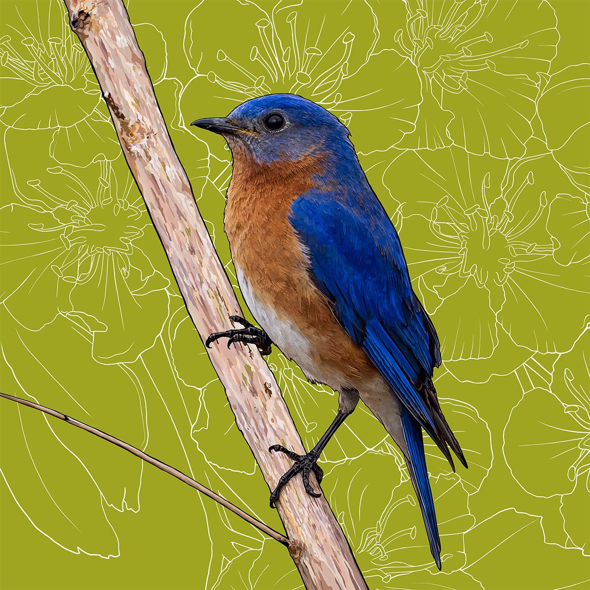 Eastern Bluebird New York Missouri Eastern Bluebird New York Missouri