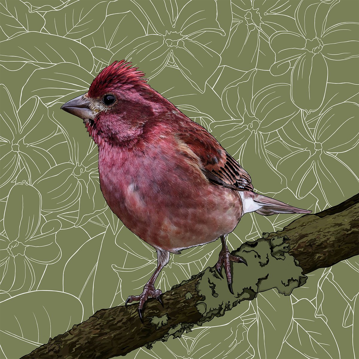 New Hampshire Purple Finch New Hampshire Purple Finch