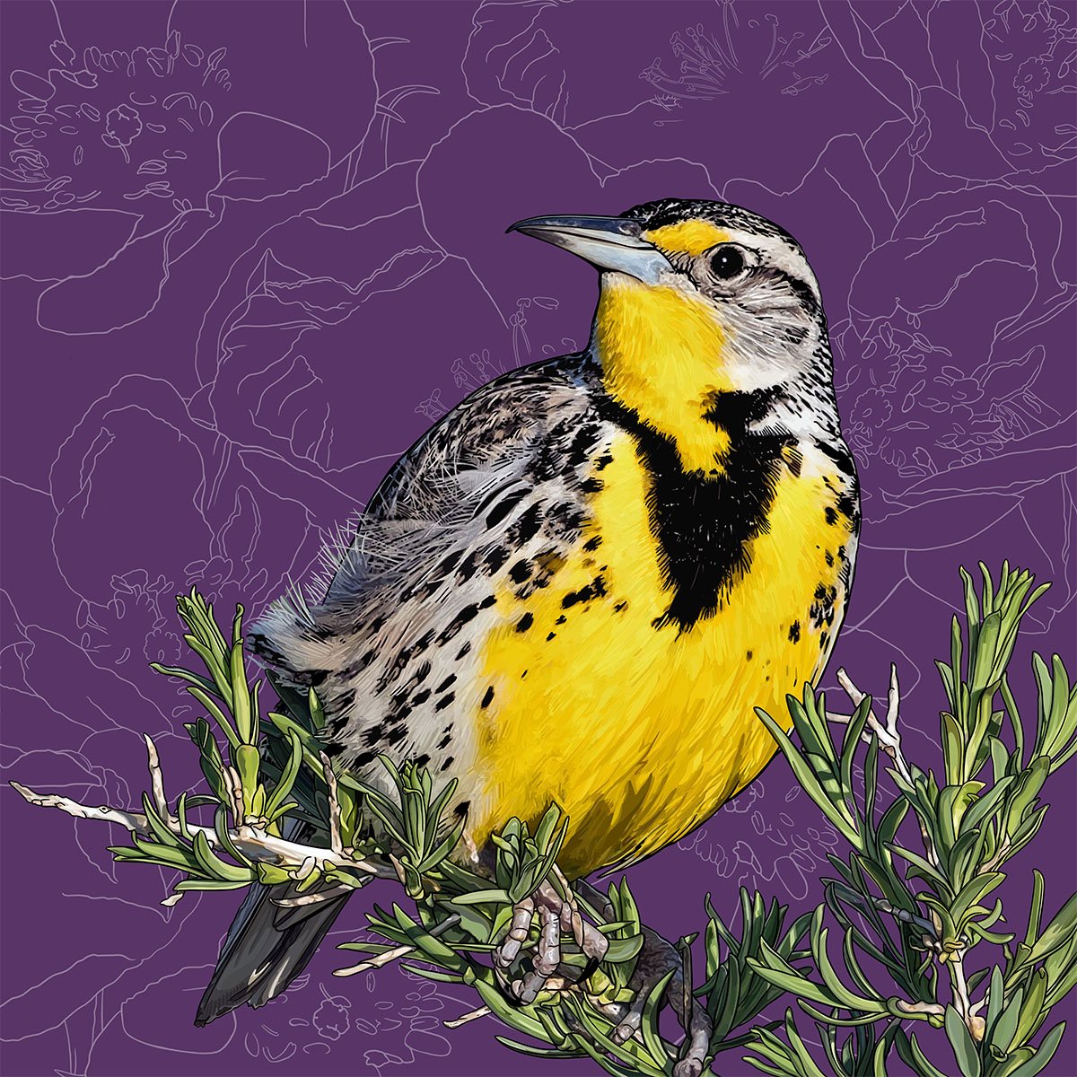 North Dakota Western Meadowlark North Dakota Western Meadowlark