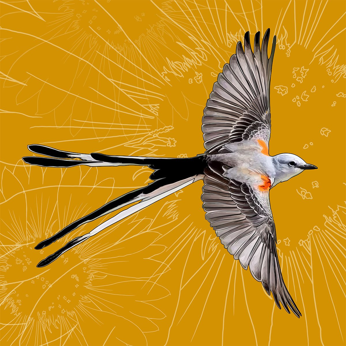 Oklahoma Scissor Tailed Flycatcher Oklahoma Scissor Tailed Flycatcher