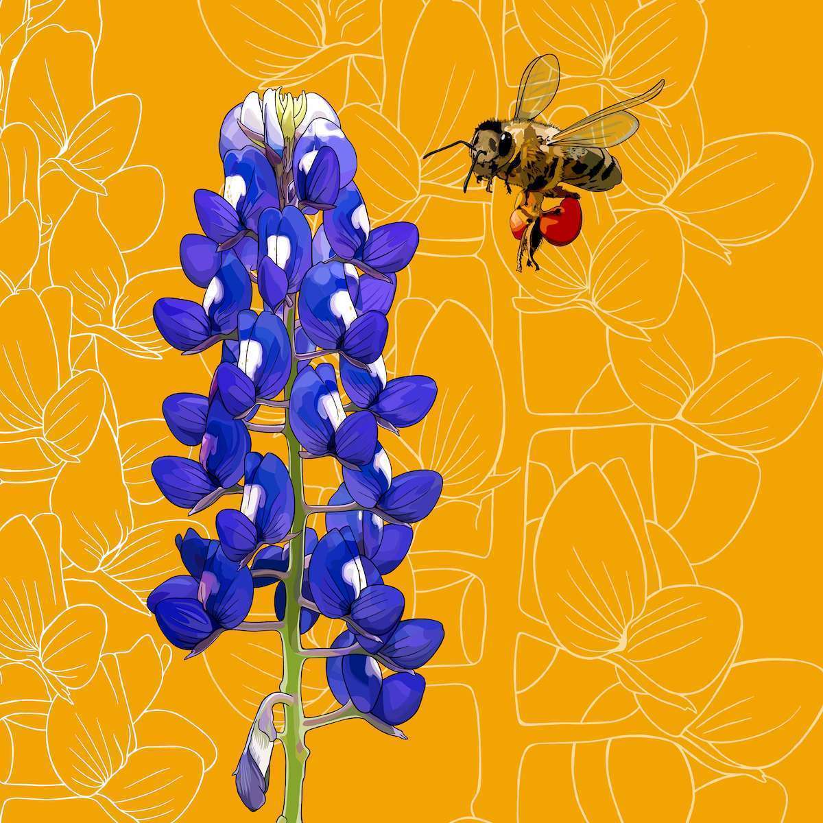 Texas – Bluebonnet + Honeybee