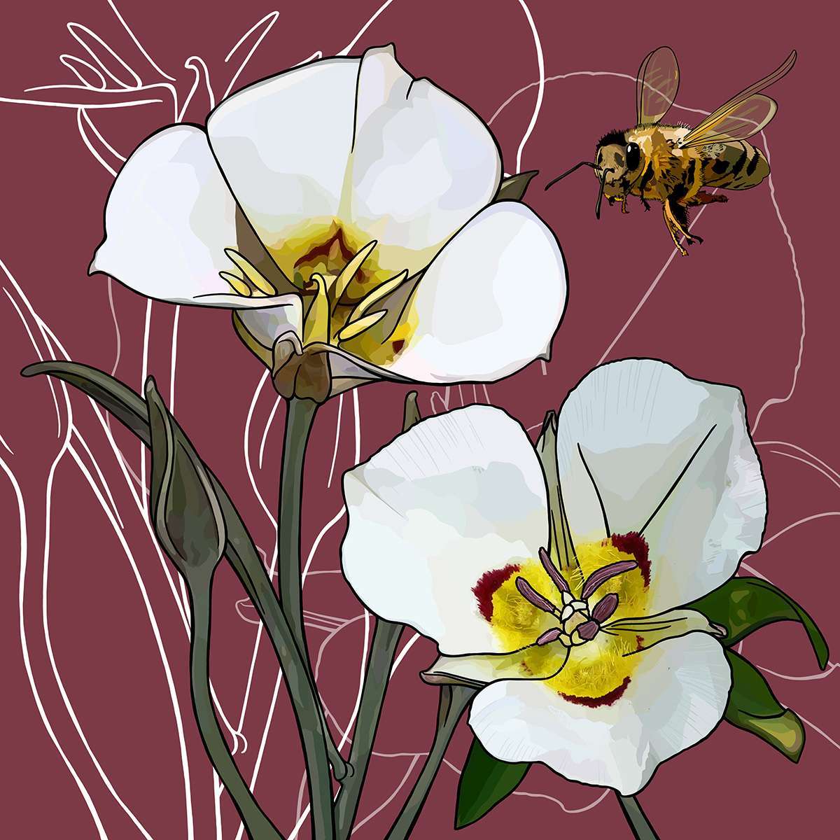 Utah – Sego Lily + Honeybee