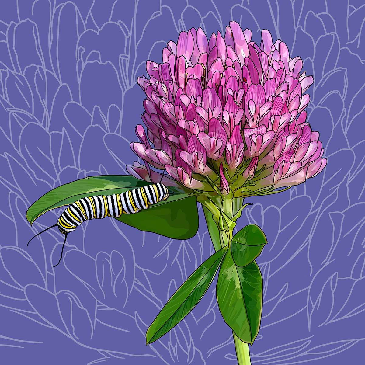 Vermont – Red Clover + Monarch Butterfly Caterpillar
