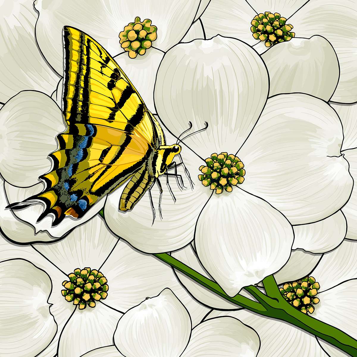 Virginia – Dogwood + Tiger Swallowtail Butterfly