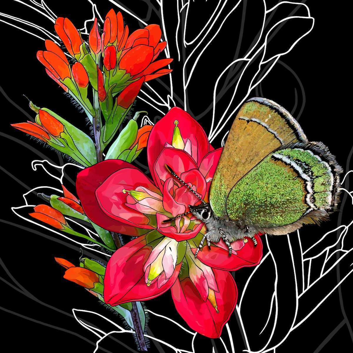Wyoming – Indian Paintbrush + Sheridan’s Green Hairstreak Butterfly