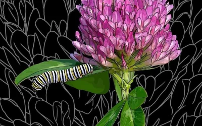 Lately I’ve wanting to put all my flowers on black backgrounds.
