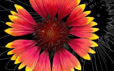 Indian Blanket or coronavirus?