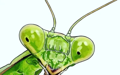 Work in progress on this little mantis.