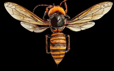 I submit to you, the murder hornet. Isn’t he pretty?