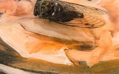 Ooh, cicada!