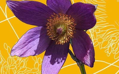 Say hello to South Dakota’s state flower, the Pasque.